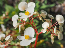 Wax Begonia Or Dragon Wing, Pure White Flowers With Yellow Stamens And Pink Stems, Close Up. Begonia Semperflorens Or Cane Begonia Is Perennial Flowering Plant In The Family Begoniaceae.