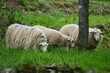 Drei Schafe mit dickem Winterfell auf einer Wiese im Wald beim Grasen