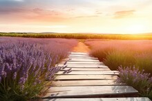 Vibrant Blooms. Beauty Of Sunlit Fields. Purple Flowers In A Natural Background. Relaxing Lavender At Sunset In Summer Garden