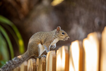 Squirrel On A Wooden Fence