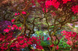 Tree frame at Japanese Garden in Clingendael Park, Den Haag, Netherlands