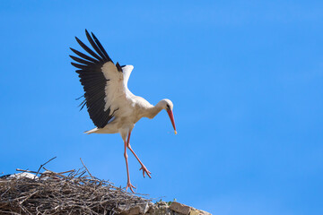 Wall Mural - white storks, ciconia ciconia, nesting in a storks colony in Andalusia near Jerez de la Frontera, Spain