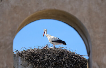 Wall Mural - white storks, ciconia ciconia, nesting in a storks colony in Andalusia near Jerez de la Frontera, Spain