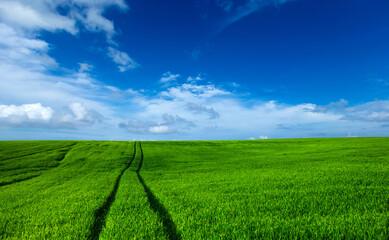Wall Mural - green field and blue sky