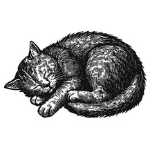 Cute Sleeping Cat Vector Vintage Sketch