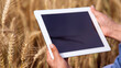Woman hold checking harvest progress on a tablet at the yellow wheat field. New crop of wheat is growing. Agricultural and farm concept.
