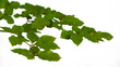 Beech Branches with green leaves islotaed | Tree branch transparent png
