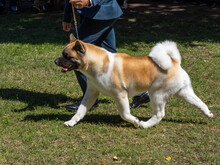 American Akita Walking Next Its Owner With Leash