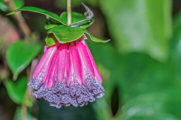 Wall Mural - Bomarea, in the cloud forest of Ecuador, this flower is called 