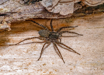 Wall Mural - Wolf spider