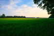 Feld - Wolken - Landschaft - Kornfeld - Ecology - Corn - Field - Nature - Concept - Environment - Golden - Sunset - Clouds - Beautiful - Summer - Landscape - Background - Harvest - Green