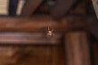 Eine Kreuzspinne sitzt in ihrem Netz und wartet auf Beute