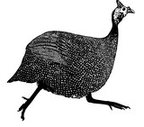 Fototapeta  - Silhouette of a guinea fowl ilustrasion