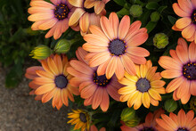 Orange And Yellow African Daisies With Purple Centers