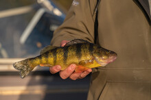 Man Holding Yellow Perch On Mississippi River In Wisconsin.
