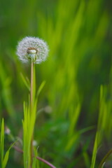 Wall Mural - dandelion on a blurred background in spring