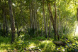 © Wavebreak Media - General view of sunny forest with trees and plants with green leaves