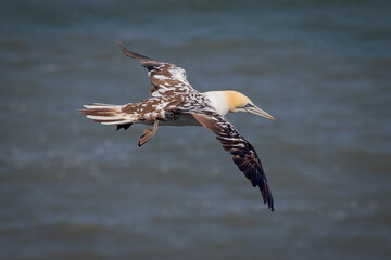Aufkleber - A northern gannet in flight. This is a juvenile in its third year. It is captured gliding with the sea in the background