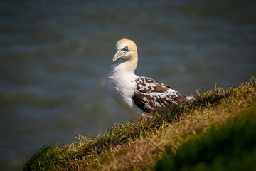 Aufkleber - a younger approximately three years old gannet as it is perched on the top of the cliff. The sea is in the background and there is space for text
