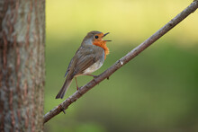 Beautiful European Robin (Erithacus Rubecula) Singing On Branch.
