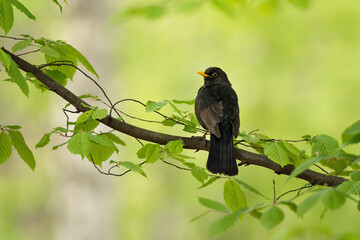 blackbird perched on a branch in a forest