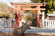 Nara Park in Autumn in Japan