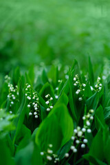 Wall Mural - lilies of the valley with green leaves, abstract natural background. spring, summer season. beautiful nature image. template for design. copy space