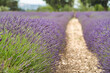 lavender, lined up, field, green, violet