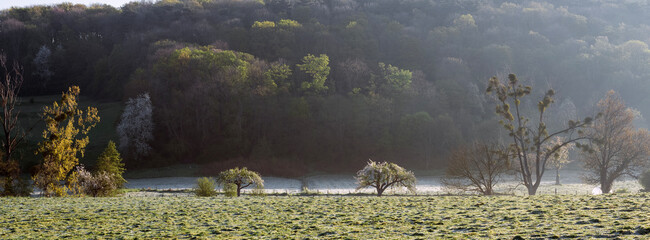 Wall Mural - morning fog and blossoming trees in belgium spring near dutch province of south limburg