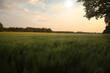 Feld - Wolken - Landschaft - Kornfeld - Ecology - Corn - Field - Nature - Concept - Environment - Golden - Sunset - Clouds - Beautiful - Summer - Landscape - Background - Harvest - Green	- Bio