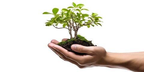 Youngman hands holding a small tree isolated on white background. Planting tree eco concept. Generative ai.