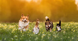 Fototapeta Dmuchawce - group of pets two cats and a couple of dogs walking on the grass in a sunny summer meadow