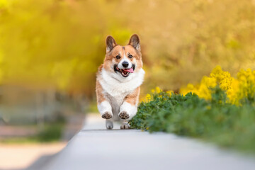 Sticker - cute and joyful corgi dog runs merrily on a sunny spring day