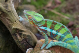 Fototapeta Zwierzęta - uno splendido esemplare di camaleonte pantera dai molteplici colori, il mimetismo nei camaleonti