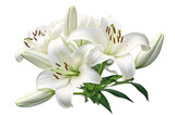 white lily flower