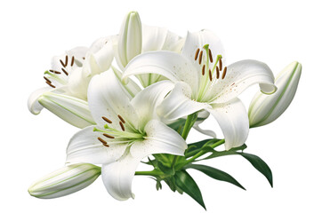 white lily flower