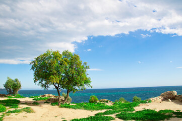 Wall Mural - Sky and tree.