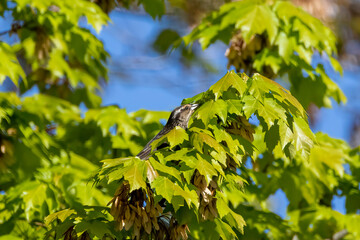 Poster - bird on a tree