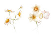 Two bouquets of wild flowers in a watercolor style on a white background.