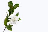 Cape jasmine or garden gardenia flower