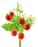 wild Strawberry with leaf isolated on white background, full depth of field