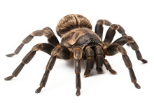 Tarantula Spider Isolated On Transparent Background - Generative AI
