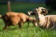 © Phoebe - Billy Goat in a field looking at the camera on a farm in Australia
