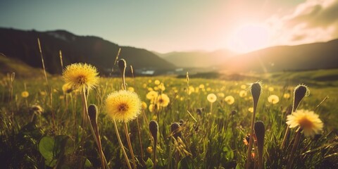 Wall Mural - a vast field covered with bright yellow dandelions, with the sun visible in the distance Generative AI