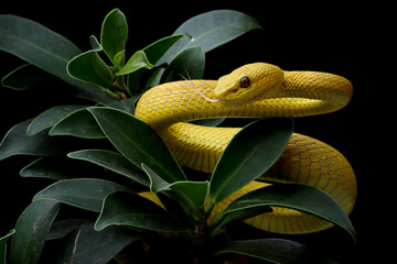 Wall Mural - The Yellow White-lipped Pit Viper (Trimeresurus insularis) closeup on branch with black background