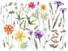 Collection Of Watercolor Illustrations Of Wild Flowers Isolated On White Background. Yellow, Orange Flowers Of Cosmos, Daisies, Bluebells And Other Plants.