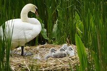 Mute Swan With 7 Young In The Nest (Cygnus Olor) Anatidae Family. Hanover, May 21, 2023. Germany.