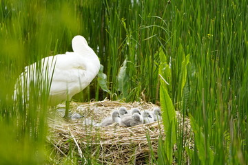 Wall Mural - Mute Swan with 7 young in the nest (Cygnus olor) Anatidae family. Hanover, May 21, 2023. Germany.