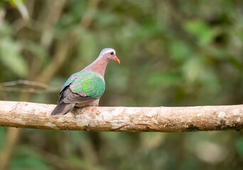 Wall Mural - An Emerald dove perched on a tree branch inside deep forests of Thattekad in Kerala