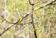 A scarlet minivet perched on a small tree branch on the deep jungles on the outskirts of Thattekad, Kerala